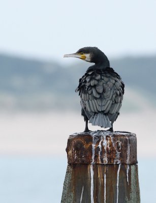 Aalscholver  / Great cormorant
