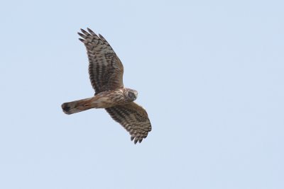 Blauwe kiekendief / Hen harrier
