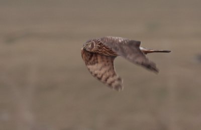 Blauwe kiekendief / Hen harrier