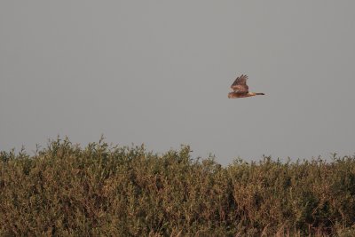 Blauwe kiekendief / Hen harrier
