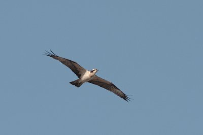Visarend / Osprey