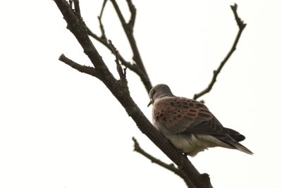 Zomertortel / European turtle dove
