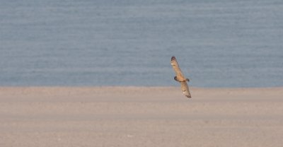 Velduil / Short-eared owl