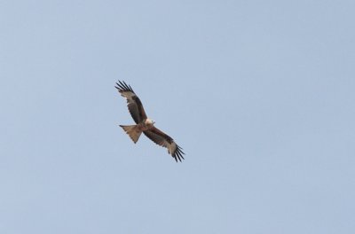 Rode wouw / Red kite