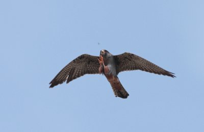Roodpootvalk / Red-footed falcon