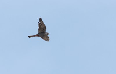 Roodpootvalk / Red-footed falcon