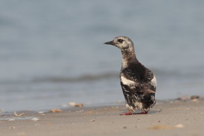 Zwarte zeekoet / Black guillemot