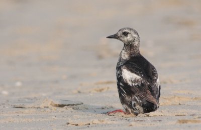 Zwarte zeekoet / Black guillemot