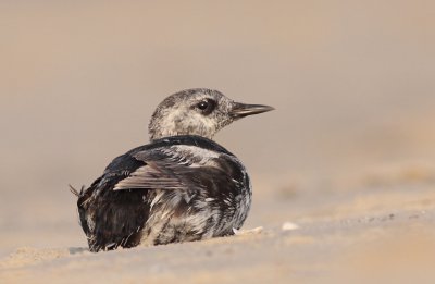 Zwarte zeekoet / Black guillemot