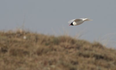 Zwartkopmeeuw / Mediterranean gull