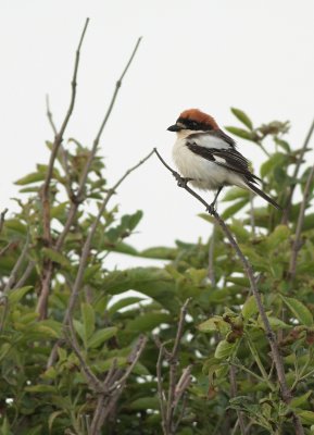 Roodkopklauwier / Woodchat shrike