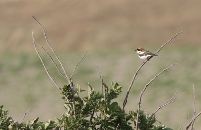 Roodkopklauwier / Woodchat shrike