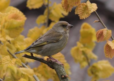 Groenling / Greenfinch