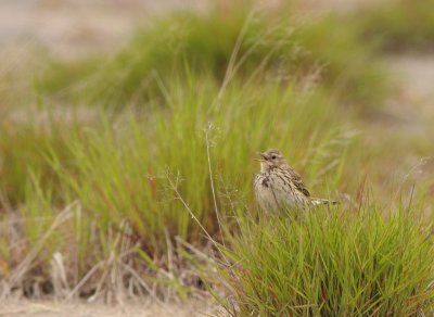 Graspieper / Meadow pipit