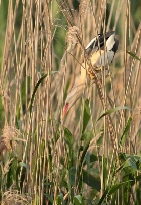 Woudaap / Little bittern