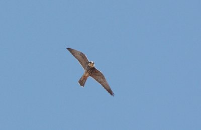 g4/63/965163/3/135291210.J4rK6d05.jpg