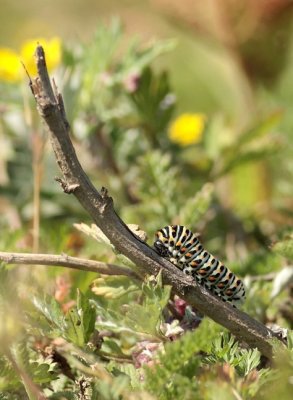 rups Koninginnenpage / Swallowtail caterpillar
