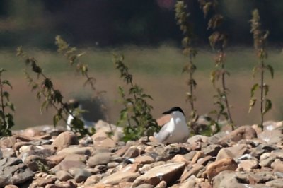 Lachstern / Gull-billed tern