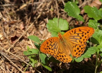 Keizersmantel / Silver-washed fritillary