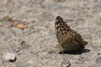 Keizersmantel / Silver-washed fritillary