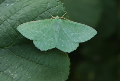 Zomervlinder / Large emerald