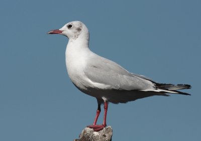 Kokmeeuw / Black-headed gull