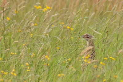 Fazant / Common pheasant