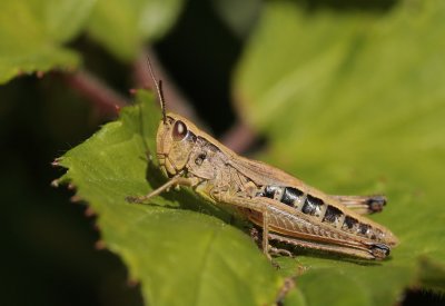 Krasser / Meadow grasshopper