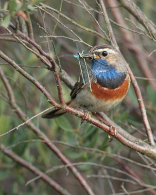 Blauwborst / Bluethroat