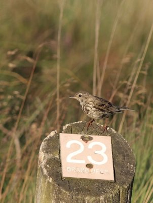 Graspieper / Meadow pipit