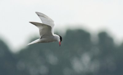 Visdief / Common tern