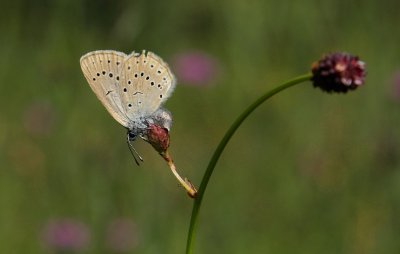 Pimpernelblauwtje / Scarce large blue
