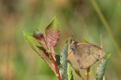 Bruin zandoogje / Meadow brown