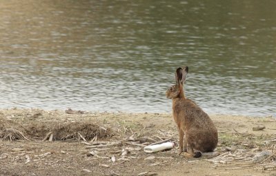 Europese haas / European hare