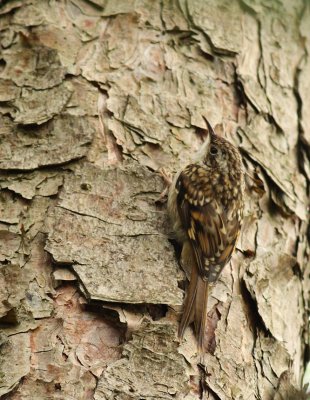 Boomkruiper / Short-toeed treecreeper