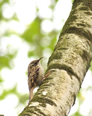 Boomkruiper / Short-toeed treecreeper