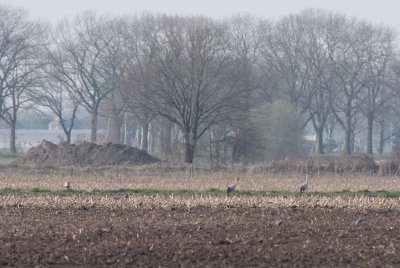 Europese kraanvogel / Common crane