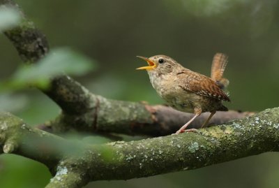 Winterkoning / Eurasian wren