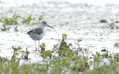 Steltkluut / Black-winged stilt