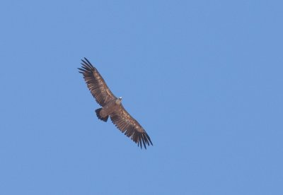 Vale gier / Griffon vulture