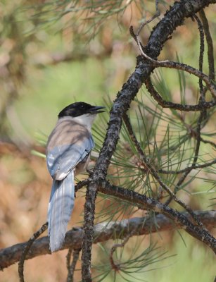 Blauwe ekster / Azure-winged magpie
