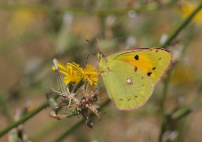 Oranje luzernevlinder / Clouded yellow