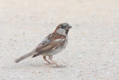 Huismus / House sparrow