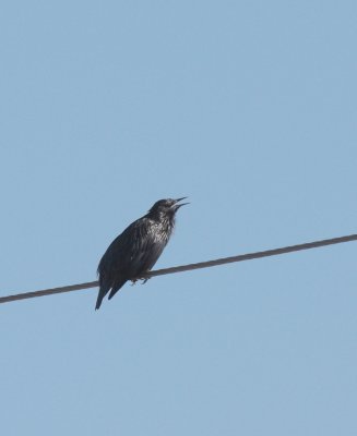 Zwarte spreeuw / Spotless starling