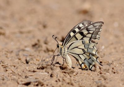 Koninginnenpage / Swallowtail