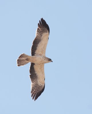 Dwergarend / Booted eagle