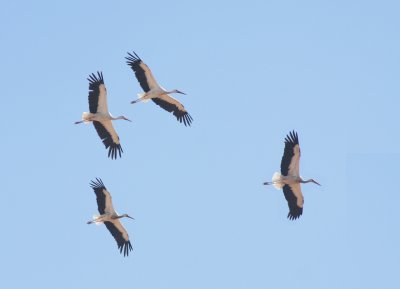 Ooievaar / White stork