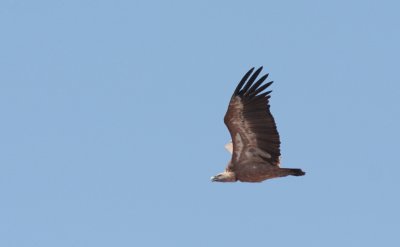 Vale gier / Griffon vulture