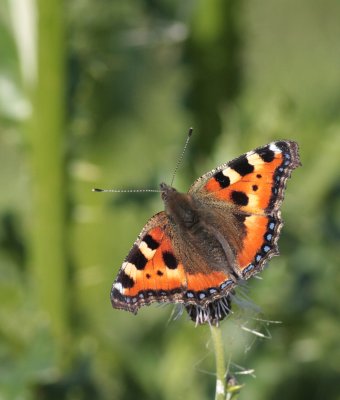 Kleine vos / Small tortoiseshell