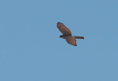 Sperwer / Eurasian sparrowhawk